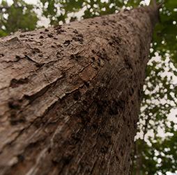 仰望一棵高大的柚木树干. Olam wood business specialises in responsibly-sourced tropical timber. 